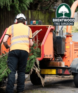 stump removal near me