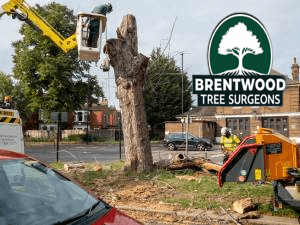 tree removal service